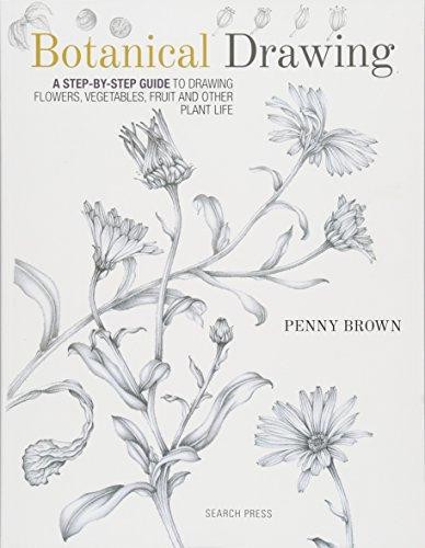 Botanical drawing a - drawing:,