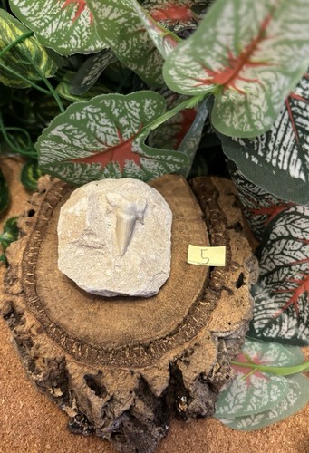 Fossil otodus shark tooth - fossil,