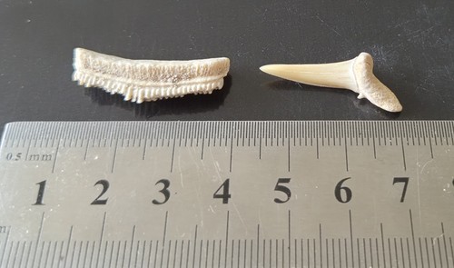 Fossil eagle ray sand - fossil,
