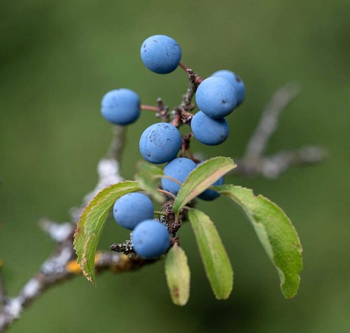 Prunus spinosa blackthorn - prunus,
