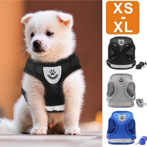 New small pet - small,