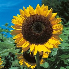 Helianthus annuus giant single - helianthus,