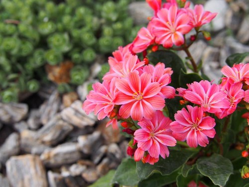 Lewisia cotyledon sunset - lewisia,