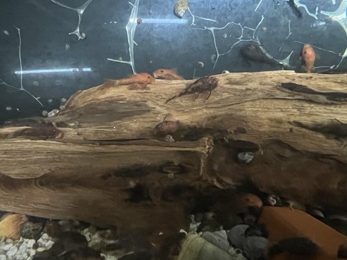 Bristle nose pleco 2 - pleco, 1-2