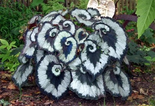Begonia escargot tropical - escargot, |