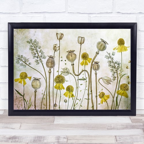 Poppies helenium poppy - poppies,