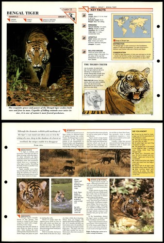 Bengal tiger mammals - tiger, #11
