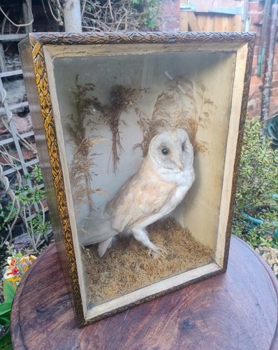 Antique vintage taxidermy owl - antique,