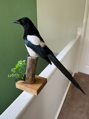 Taxidermy magpie this not - magpie, is