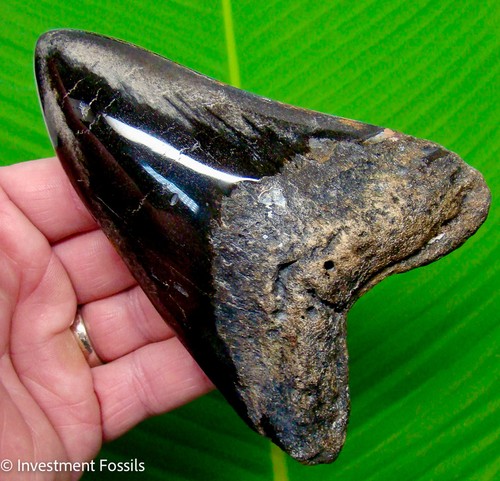 Megalodon shark tooth 57 - tooth,