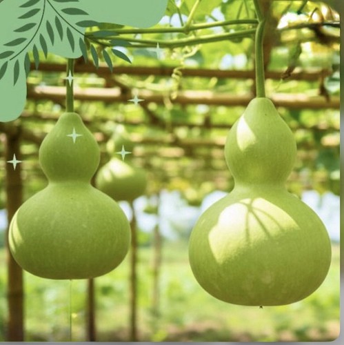 Asian kolshi lau bottle - 💚asian, lau/bottle
