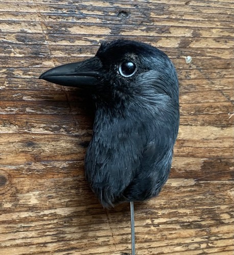 Taxidermy head - taxidermy,
