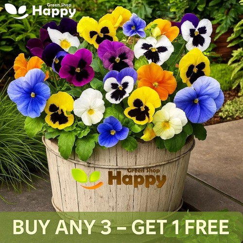 Pansy swiss giant mix 300 - swiss,