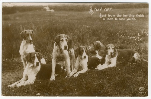 Foxhound dogs vintage dog - foxhound,