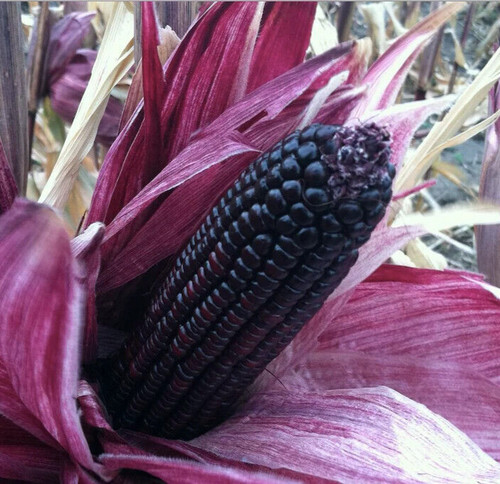 Aztec black sweetcorn seeds - 12,