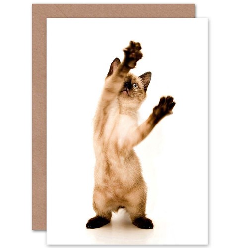 Siamese kitten cat playing - kitten,