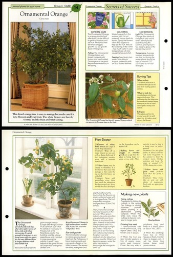 Ornamental orange unusual - orange,