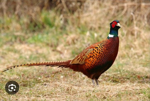 Ringneck pheasant hatching - ringneck,