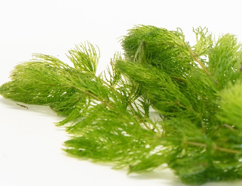 Ceratophyllum demersum - ceratophyllum,