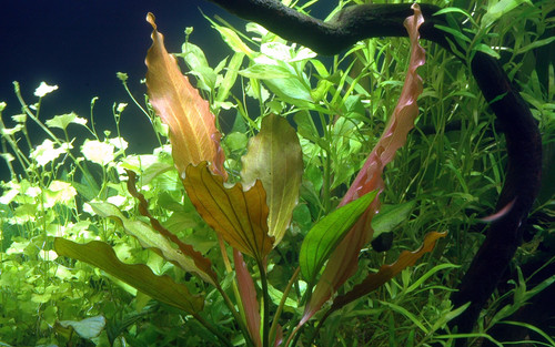 Amazon sword tropical - amazon,