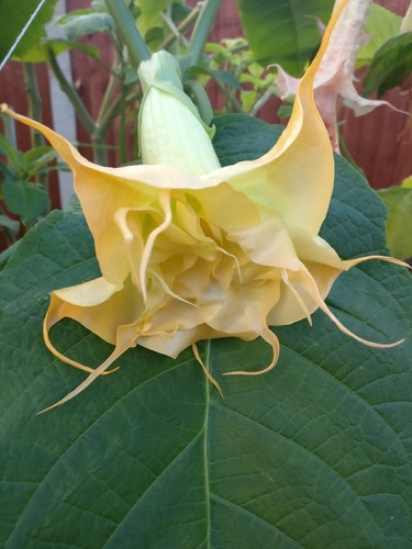 Brugmansia angels sunrose - brugmansia,