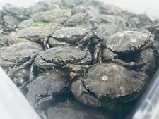 Fresh devon peeler crabs - peeler,