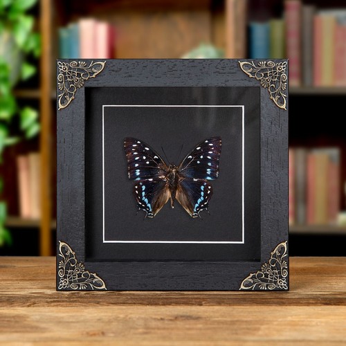 Scarce forest emperor - forest,