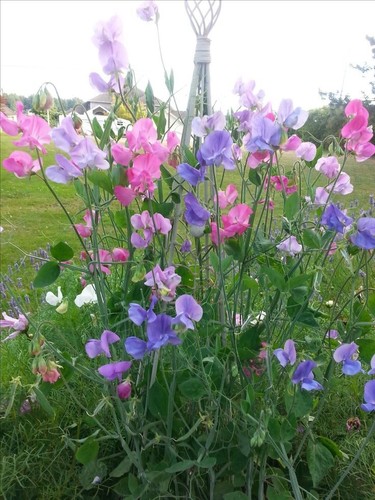 Sweet pea royal dreams mixed - sweet,