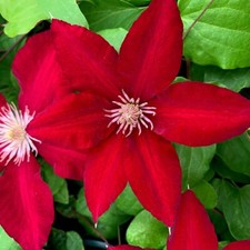 Clematis Rebecca Red Flowering