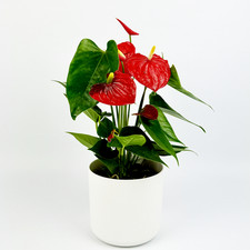 Red Anthurium Indoor