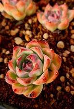 Echeveria Crystal Rose