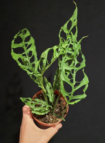 Monstera obliqua peru - monstera,