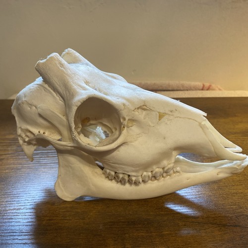 Roe deer skull home decor - roe,