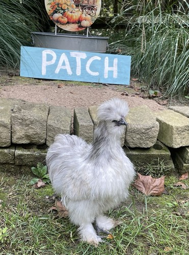 Breeder quality silkie - breeder,
