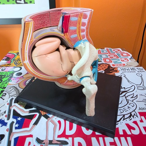 Pregnancy anatomy model foetus - anatomy,