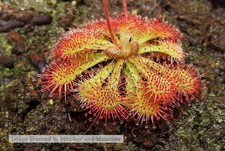 Drosera Spatulata Sundew Cultivar Live Carnivorous Garden Plants Eat Bugs Insect