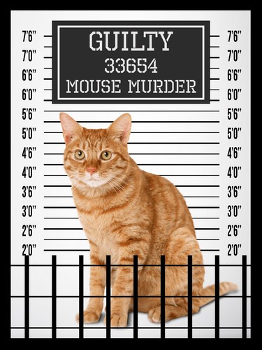 Funny ginger cat - ginger, kitten