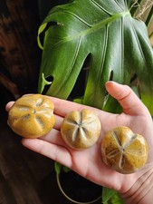 Sea Urchin Fossil Echinoid