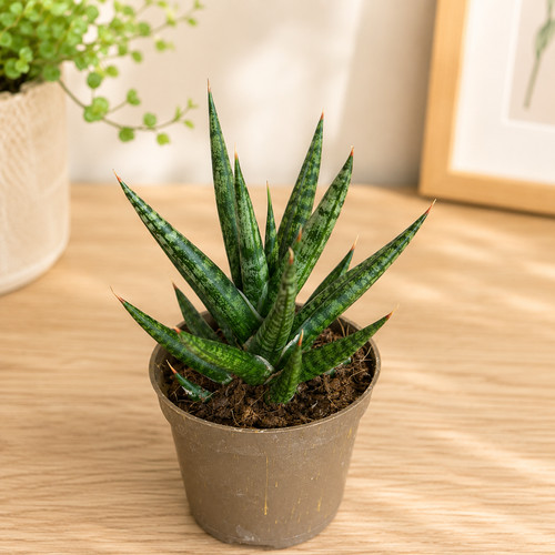 Rare sansevieria francisii - sansevieria,