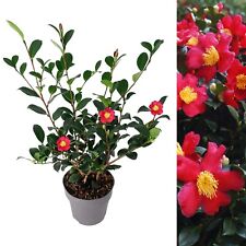 Camellia X Vernalis ‘Yuletide’ Plant in 2 Litre Pot - 50-60cm in Height