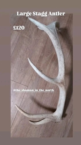 Antlers teaching aid - antlers,