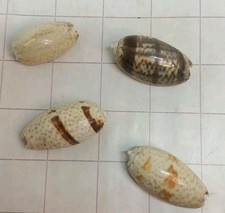 25-30mm Small Exotic Seashells x 4 Shells