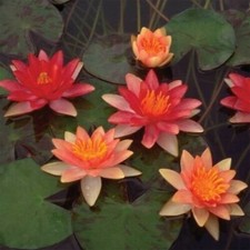 Indiana dwarf small pond water - dwarf,