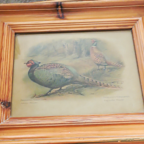 Framed landscape pheasant bird - pheasant,