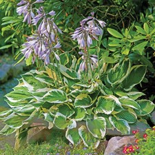 Hosta Plants "Minute Man" Bare Root  | Shade-Loving Perennial | Fresh Stock