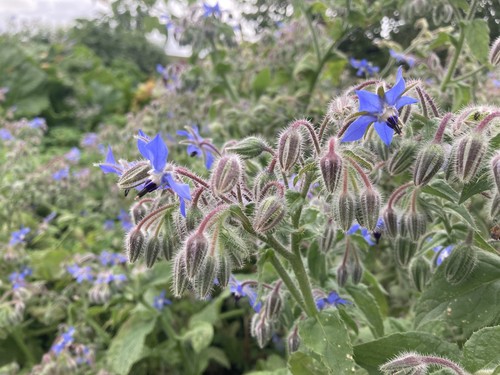 Borage officinalis common - officinalis,