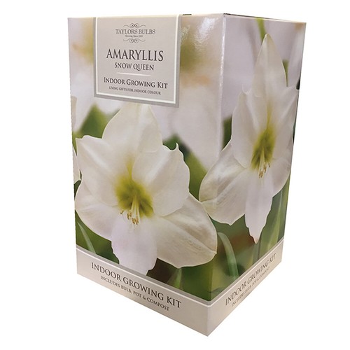 Amaryllis snow queen - amaryllis?, 'snow