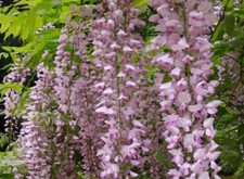 Wisteria Sinensis Pink