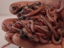 Live Red Wigglers 50Ct - Pure