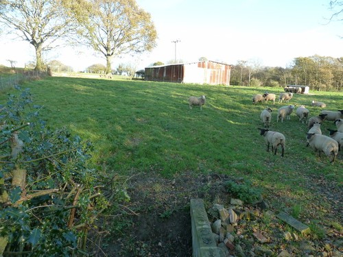 Photo sheep steel - a3,